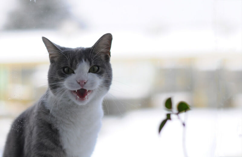 Cat hisses at camera.